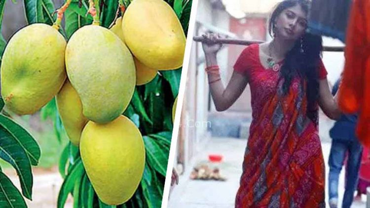 পতিতার নামে আম্রপালি আমের নাম