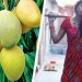 পতিতার নামে আম্রপালি আমের নাম