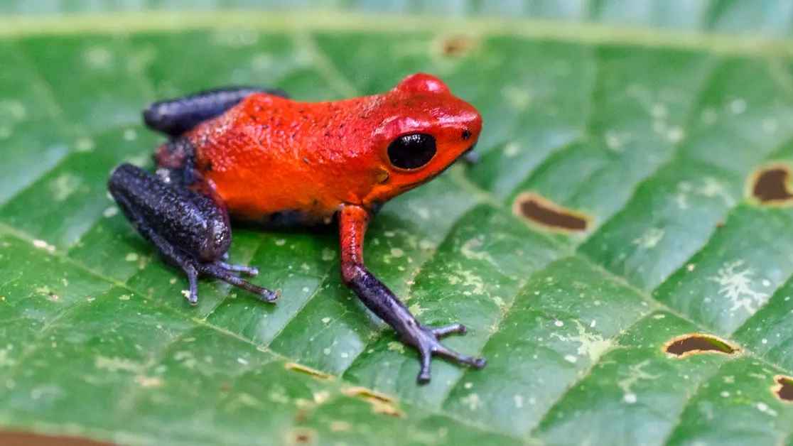 একটি ব্যাঙের দাম ২ লক্ষ টাকা!