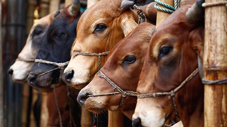 আসন্ন কুরবানি ঈদে ১ কোটি ৩০ লাখ গবাদিপশু জোগান দেওয়া হবে: মন্ত্রী