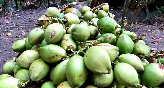 নিম্নআয়ের মানুষদের নাগালের বাইরে ডাব