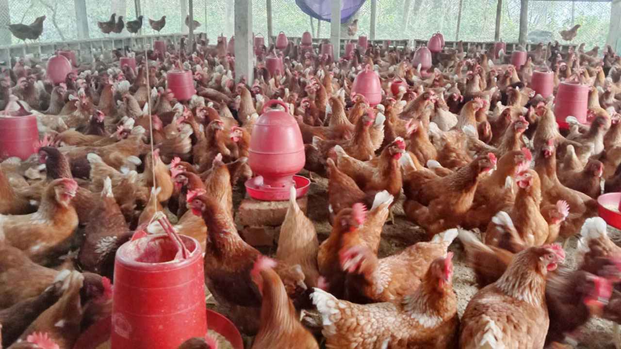 বরিশালে তাপদাহের কারণে হিটস্ট্রোকে মরছে খামারের মুরগি