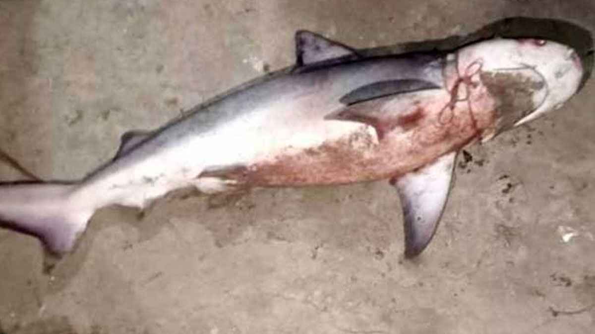 এবার জেলের জালে ধরা পড়ল হাঙরের বাচ্চা