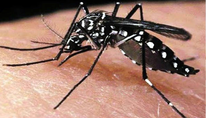 দেশে ডেঙ্গুতে আরও ৩ জনের মৃত্যু, হাসপাতালে ভর্তি ৫৩৪