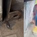 পিরোজপুরে দোকানের সাটারের লক কেটে চুরি