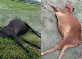 বজ্রপাতে গলাচিপায় ৪ গরুর মৃত্যু
