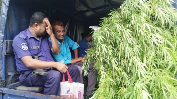 বাড়ির পাশে গাঁজা চাষের অভিযোগে আইনজীবী গ্রেপ্তার