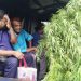 বাড়ির পাশে গাঁজা চাষের অভিযোগে আইনজীবী গ্রেপ্তার