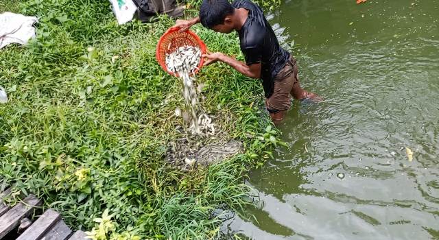 উজিরপুরে ঘেরে বিষ প্রয়োগ, লক্ষাধিক টাকার পোনামাছ শেষ
