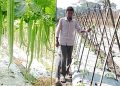 মালচিং পদ্ধতিতে বদলে যাচ্ছে বরিশালের কৃষি, কমছে খরচ বাড়ছে ফলন