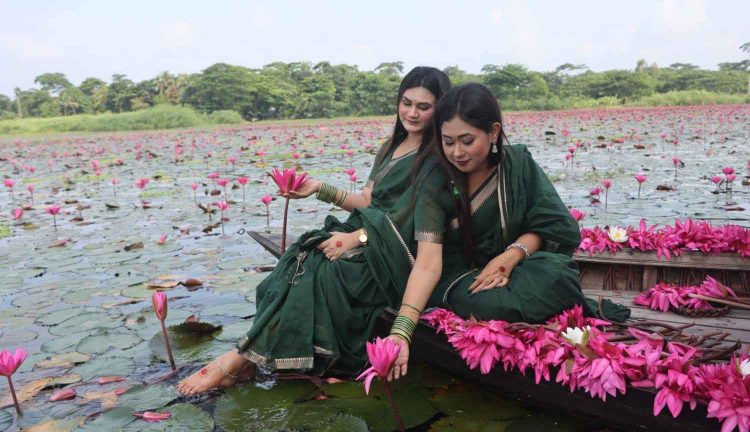 জলের বুকে লাল শাপলার স্বর্গরাজ্য, নতুন সাজে সাতলার শাপলা বিল