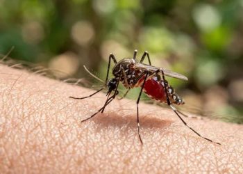 দেশে ডেঙ্গুতে আরও ৩ জনের মৃত্যু
