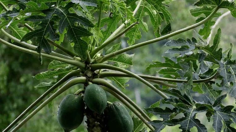 ডেঙ্গু চিকিৎসায় পেঁপে পাতা কী আসলেই কার্যকরী?