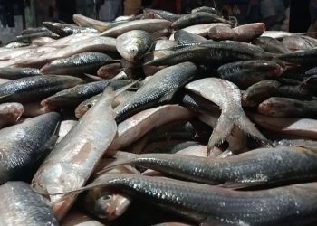 বরিশালে ট্রলারের জালে একসঙ্গে ধরা পড়ল ৪৬ মণ ইলিশ