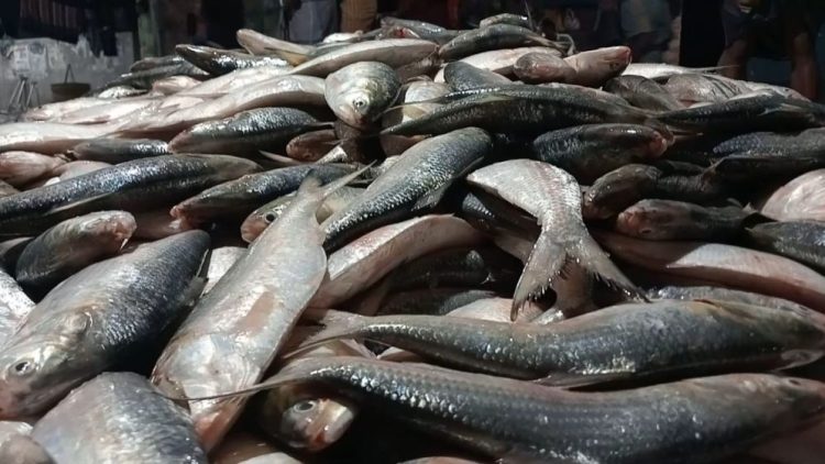 বরিশালে ট্রলারের জালে একসঙ্গে ধরা পড়ল ৪৬ মণ ইলিশ