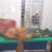 বাগেরহাটে হাঁস নিয়ে বিরোধে দুপক্ষের সংঘর্ষে নিহত ১