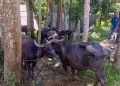 বাউফলে বিষপ্রয়োগে ২৫ মহিষ অসুস্থ, মারা গেছে ৩ মহিষ