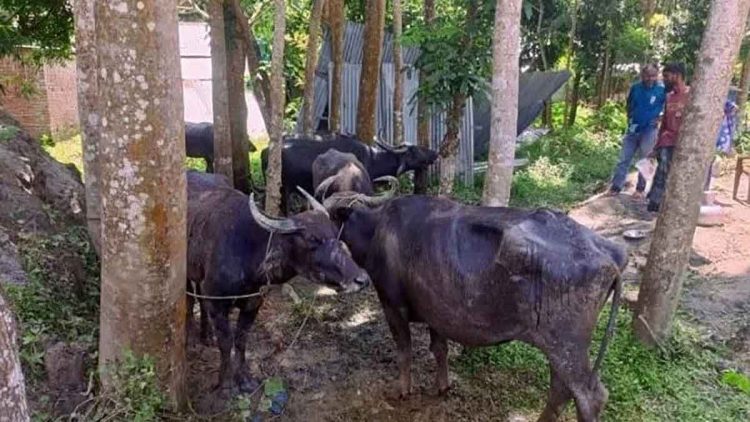 বাউফলে বিষপ্রয়োগে ২৫ মহিষ অসুস্থ, মারা গেছে ৩ মহিষ