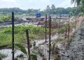 লালমোহনে চলাচলের রাস্তা বন্ধ করে গাছের চারা লাগালেন পৌর প্রশাসক