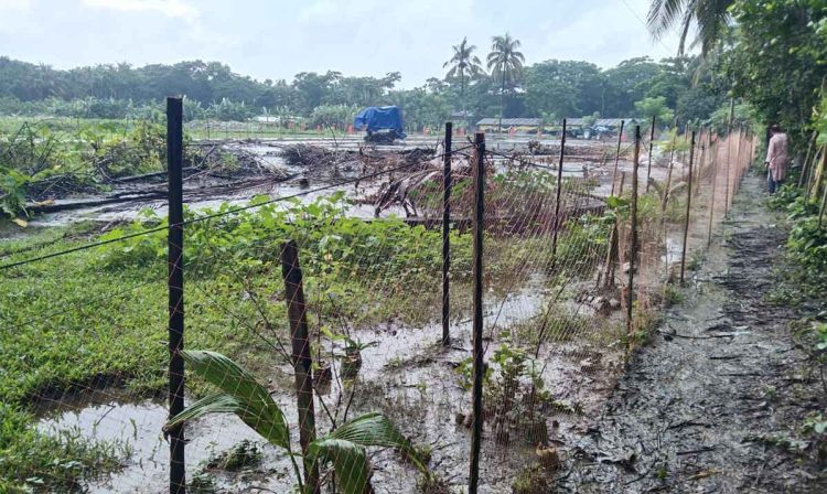 লালমোহনে চলাচলের রাস্তা বন্ধ করে গাছের চারা লাগালেন পৌর প্রশাসক